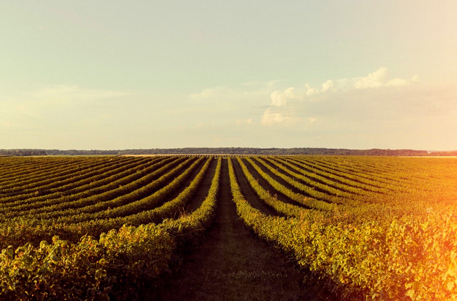 5 passos para montar uma loja agropecuária